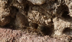 Paratrochosina amica