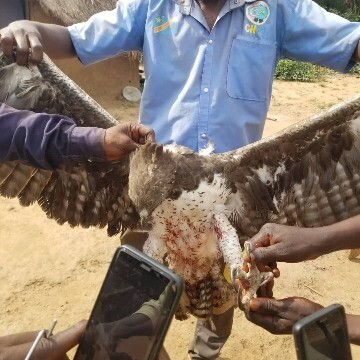 Martial Eagle