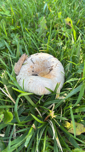 Downy milk cap