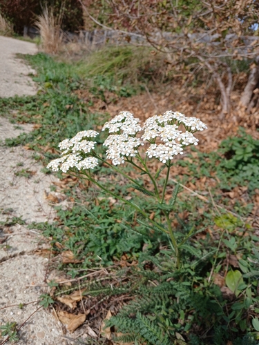 common yarrow