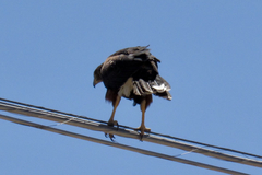 Parabuteo unicinctus