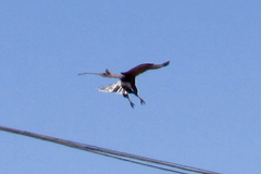 Parabuteo unicinctus