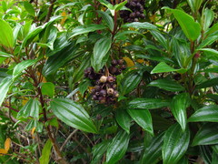 Miconia crocea