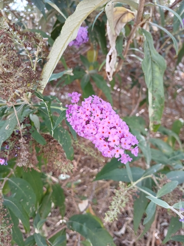 Butterfly bush