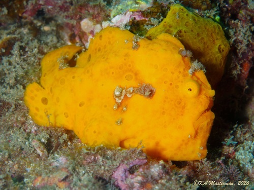 Antennarius pictus observed 2026-09-27