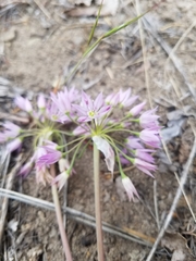 Allium bisceptrum