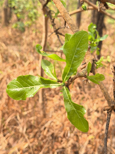 Gardenia ternifolia (Gardenia ternifolia)