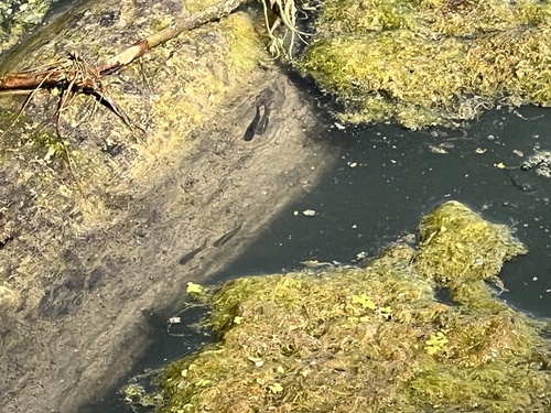 Eastern Mosquitofish