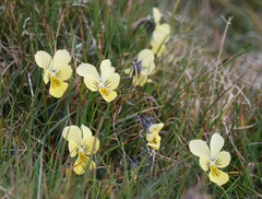 Viola lutea