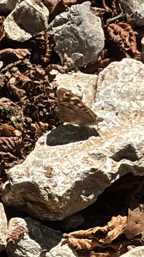 Speckled Wood