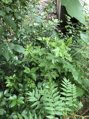 Vitex negundo