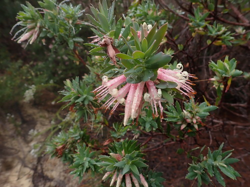 Styphelia triflora observed 2026-09-27