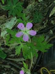 Geranium sylvaticum