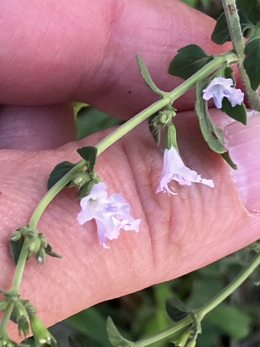 Lesser Calamint