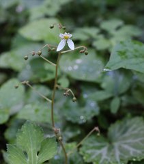 Saxifraga stolonifera