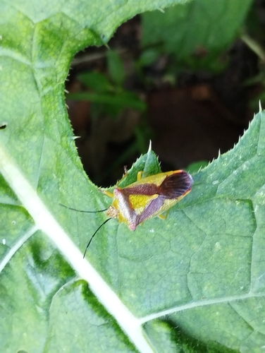 Hawthorn Shield Bug