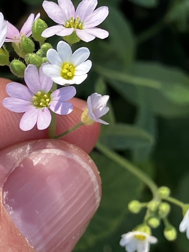 Berteroa mutabilis