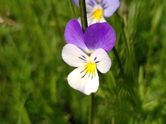 Viola lutea lutea