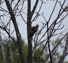 Melanerpes aurifrons