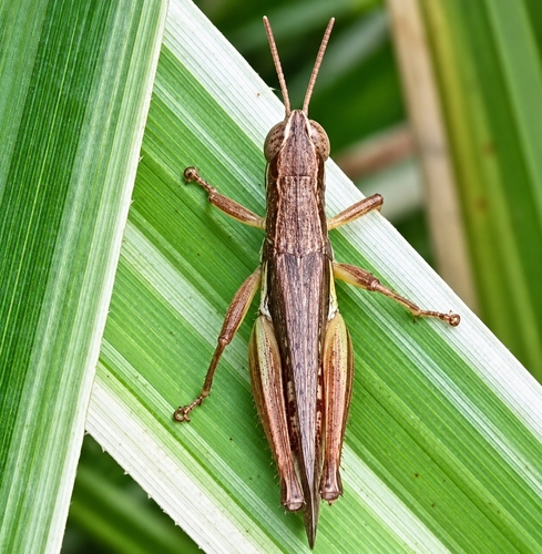 Spathosternum prasiniferum