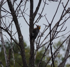 Melanerpes aurifrons
