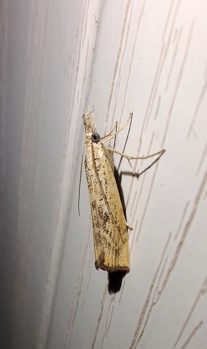 Agriphila tolli