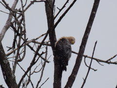Melanerpes aurifrons