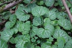 Saxifraga stolonifera