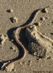 Phalotris lemniscatus