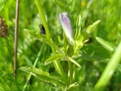 Viola lutea lutea