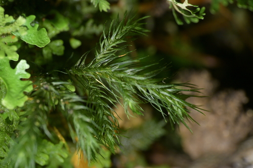 Echinodiopsis hispida observed 2026-09-26