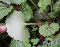 Saxifraga stolonifera
