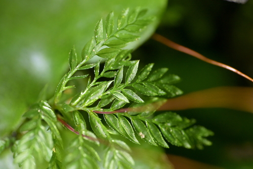 Hymenodontopsis bifaria observed 2026-09-26