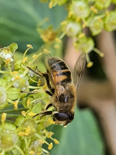 Common Drone Fly