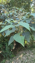Mallotus paniculatus