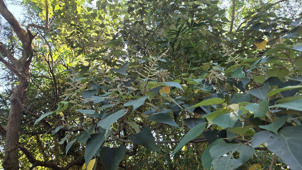 Mallotus paniculatus; photograph (c) Sophia Lee, some rights reserved (CC BY)