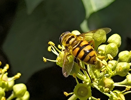 Yellow-haired Sun Fly