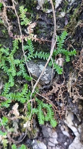 Selaginella helvetica observed 2026-09-27