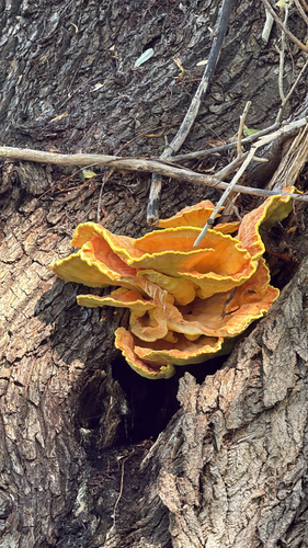 chicken of the woods