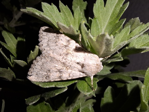 Aporophyla canescens