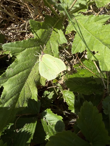 Common Brimstone