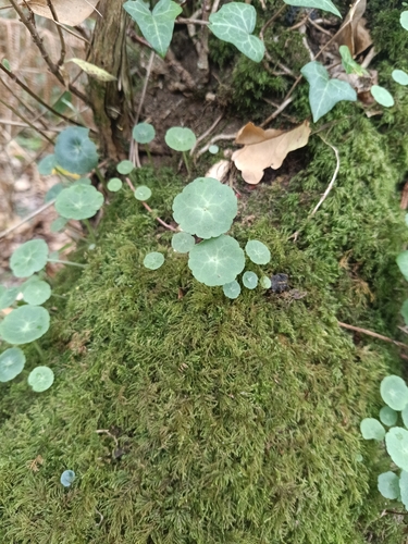 Wall Pennywort