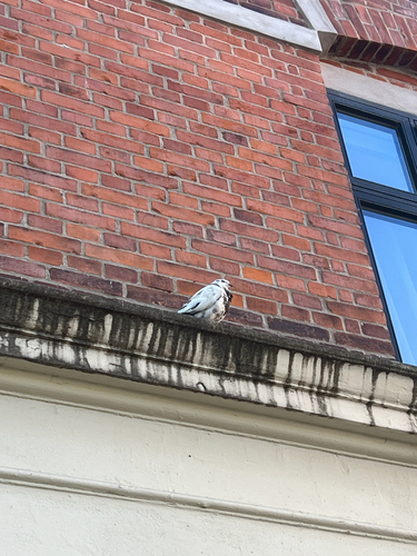 Feral Pigeon