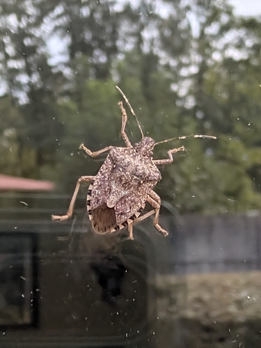 Brown Marmorated Stink Bug