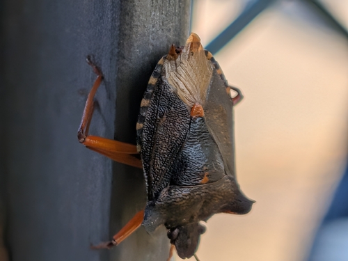 Forest Bug