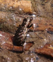 Elaphrus cupreus