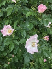 Rosa canina