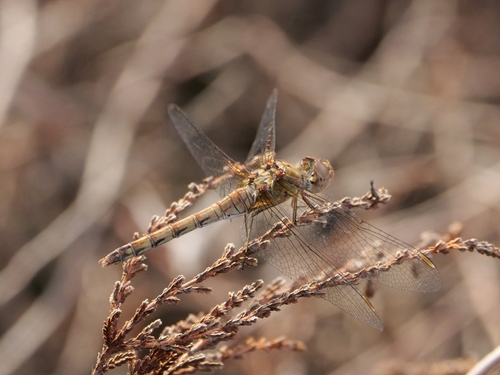 Common Darter