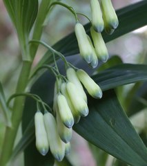 Polygonatum falcatum