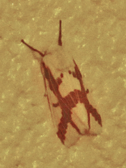 Euerythra phasma